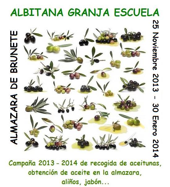 Campaña 2013-2014 recogida de aceitunas y obtención de aceite en la almazara de  Albitana Granja Escuela, Brunete